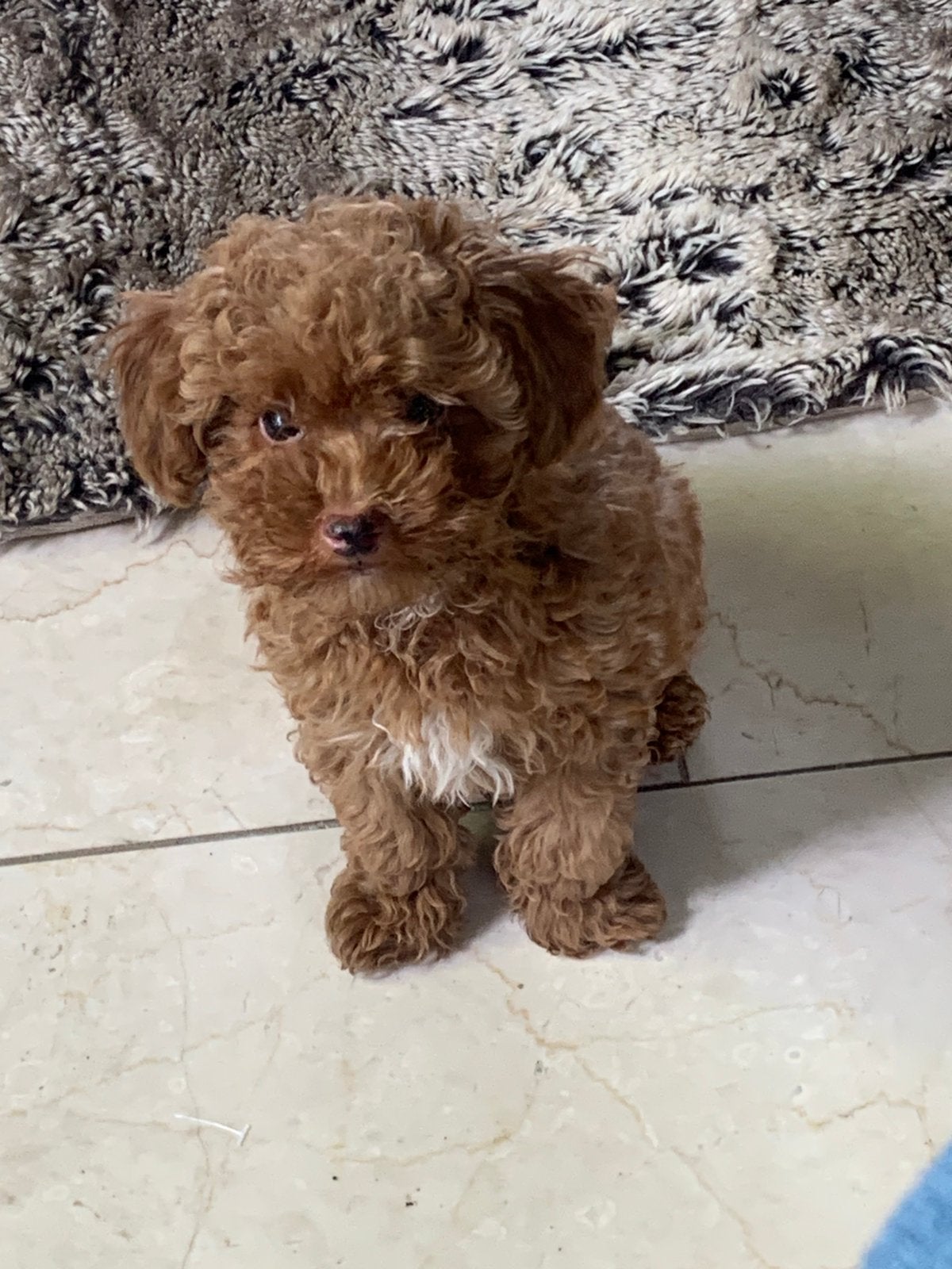 Rode Toypoedel, Poedel, Parvo, Reu, 8 tot 15 weken