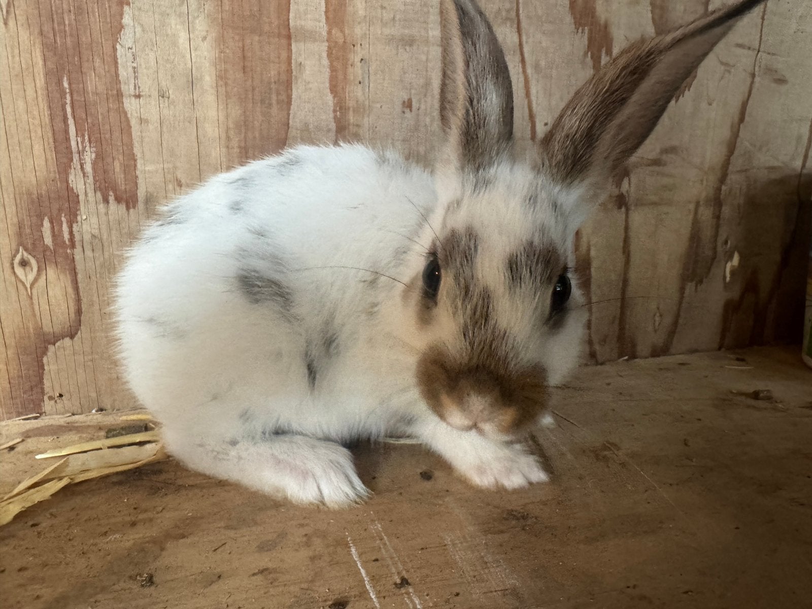 Te koop 3 jonge Dalmatiner Rex konijntjes, Dieren en Toebehoren, Konijnen, Meerdere dieren, Middelgroot, 0 tot 2 jaar