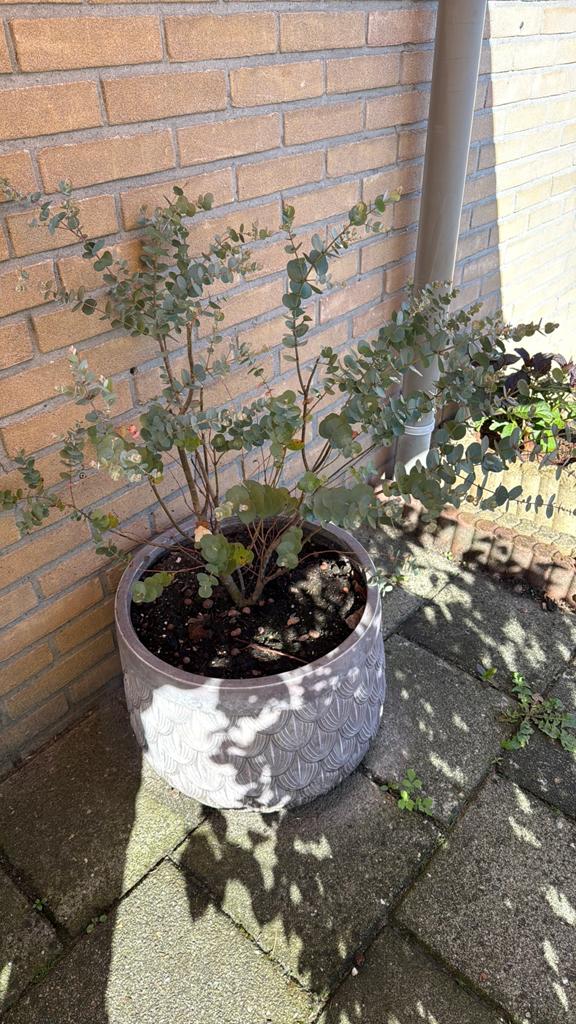 Gomboom (Eucalyptus gunnii 'Azura'), Ophalen of Verzenden, Rond, 30 tot 60 cm