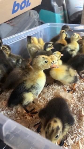 Loopeend kuikens te koop, Meerdere dieren, Eend