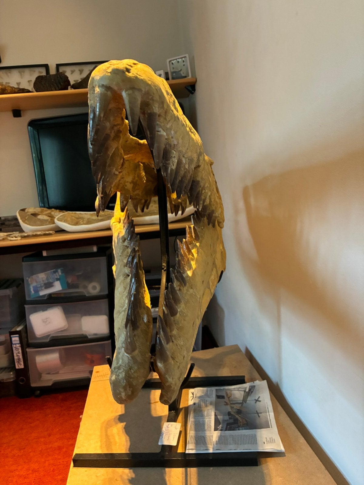 Fossielen Mosasaurus Schedel ., Verzamelen, Ophalen, Fossiel