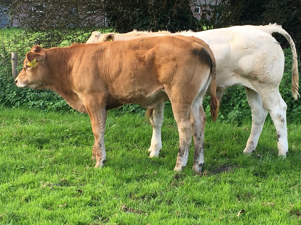 Stier kalveren: blonde en half limo en mais balen, Dieren en Toebehoren, Mannelijk, 0 tot 2 jaar