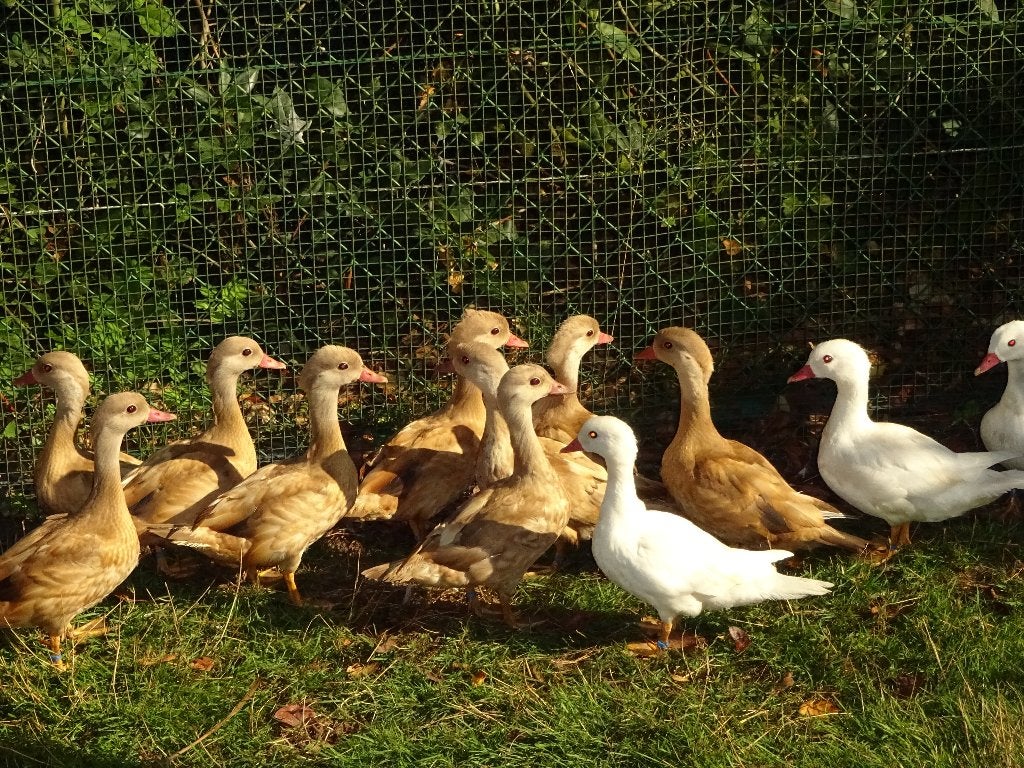 Blonde madarijneenden, Dieren en Toebehoren, Pluimvee, Meerdere dieren, Eend