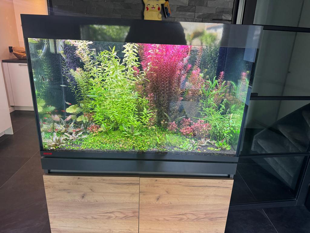 Eheim Incpiria 330 Compleet – Planten, Vissen en Toebehoren, Ophalen, Inclusief vissen, Eheim, Gevuld zoetwateraquarium