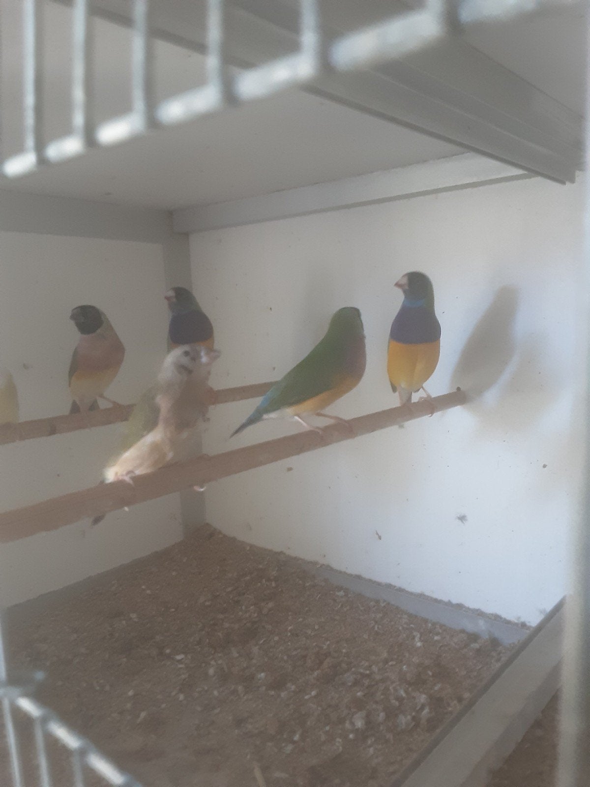 gold amandine wildkleur, Dieren en Toebehoren, Vogels | Kanaries, Meerdere dieren