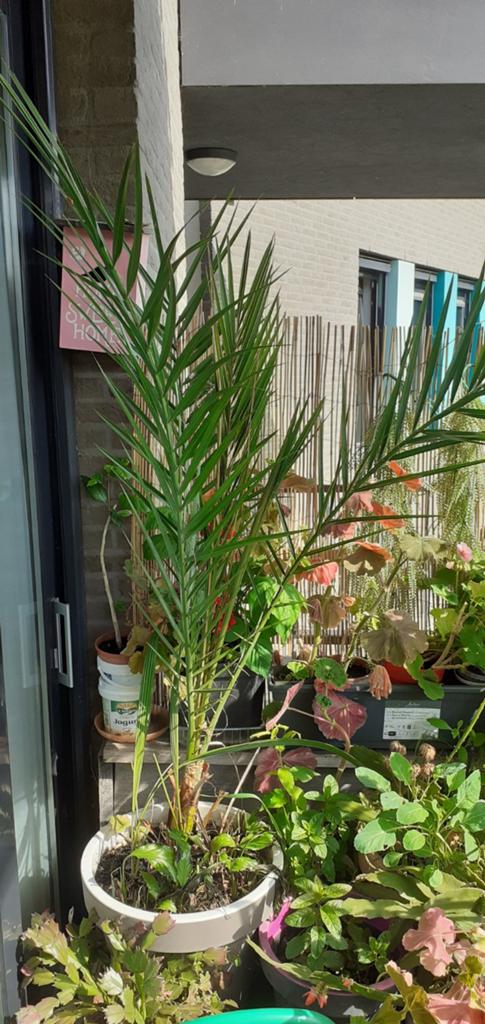 Grote palm, Tuin en Terras, Planten | Bomen, Volle zon, Bloeit niet, Ophalen of Verzenden, 100 tot 250 cm