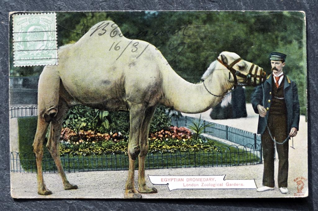 Egyptische dromedaris, London Zoological Gardens, 1907, Verzenden, Voor 1920, Gelopen, Wild dier
