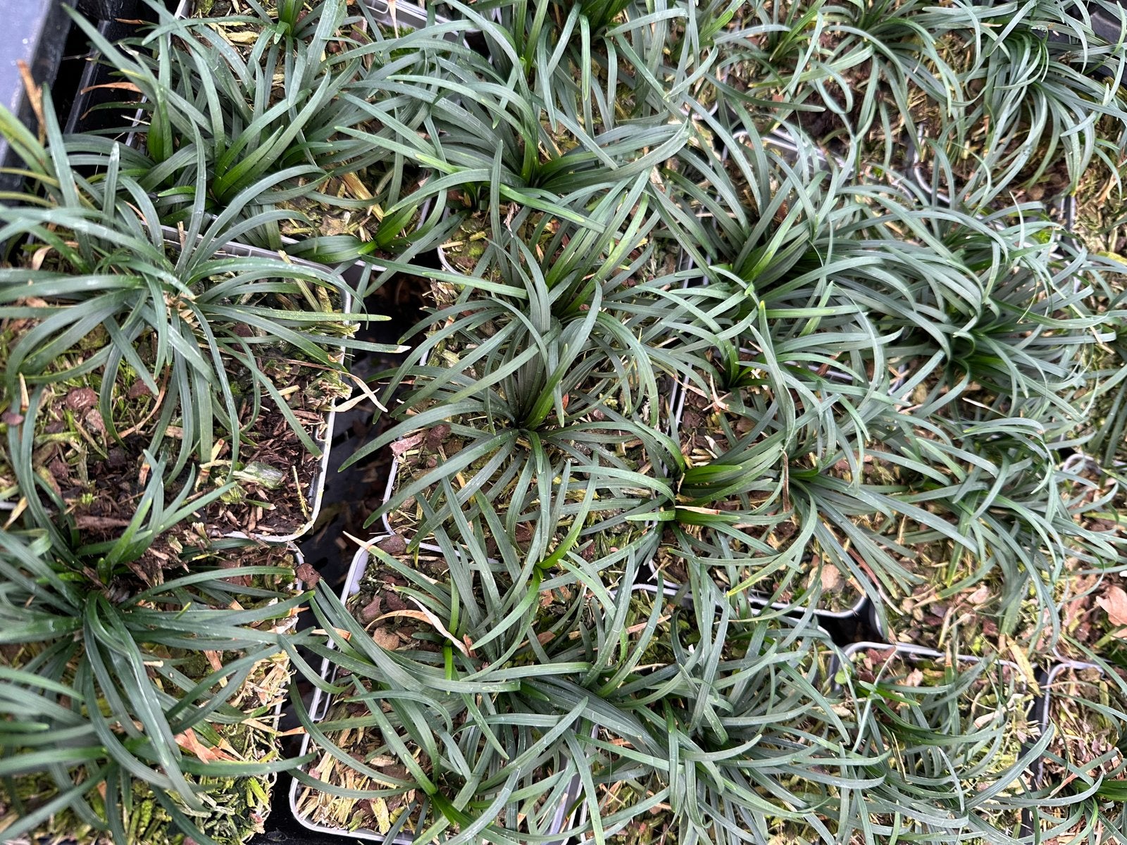Ophiopogon minor - P9 - Dwerg Slangenbaard, Bodembedekkers, Vaste plant, Ophalen of Verzenden, Halfschaduw