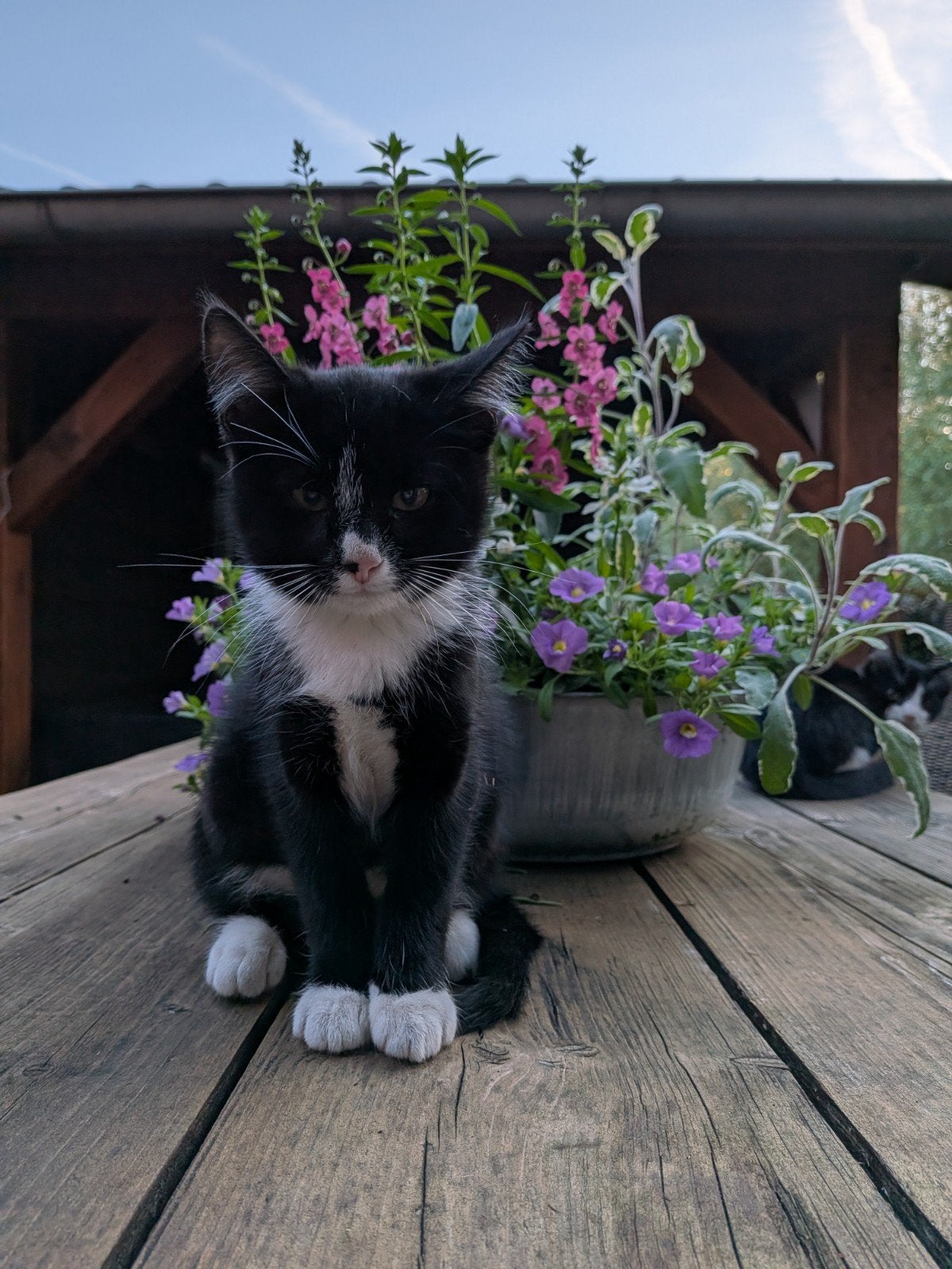 Super lieve kittens te koop, Meerdere dieren