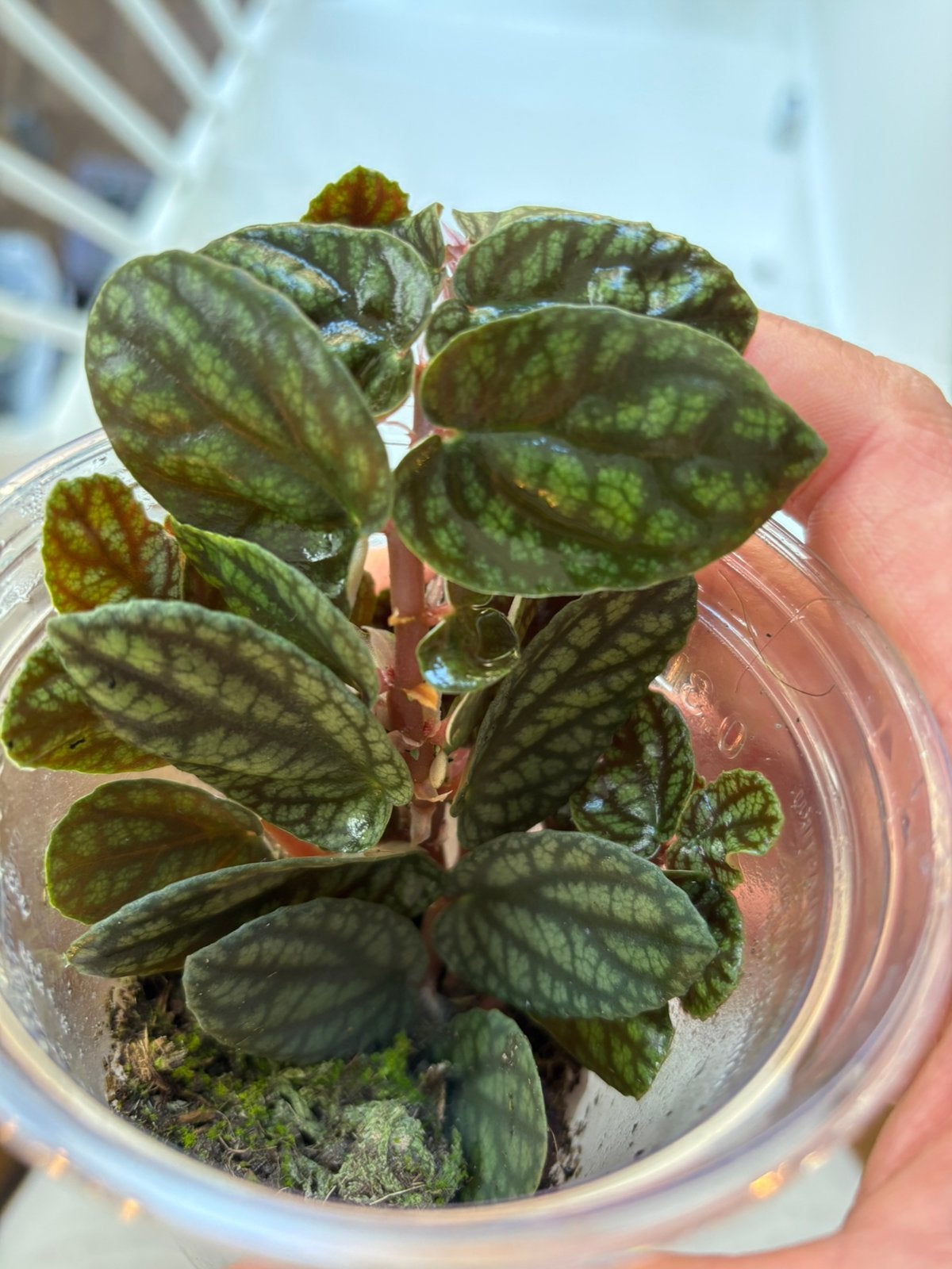 Terrariumplant Pellionia pulchra, Ophalen of Verzenden, Halfschaduw, Minder dan 100 cm