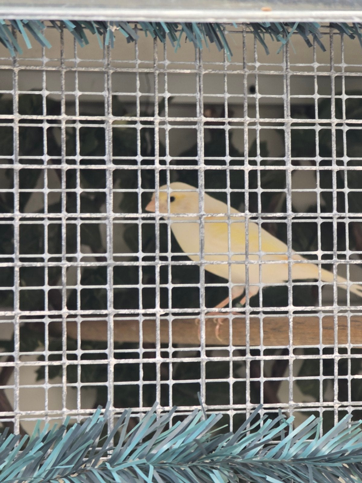 kanarie koppel geen mozaiek., Dieren en Toebehoren, Meerdere dieren, Postuurkanarie