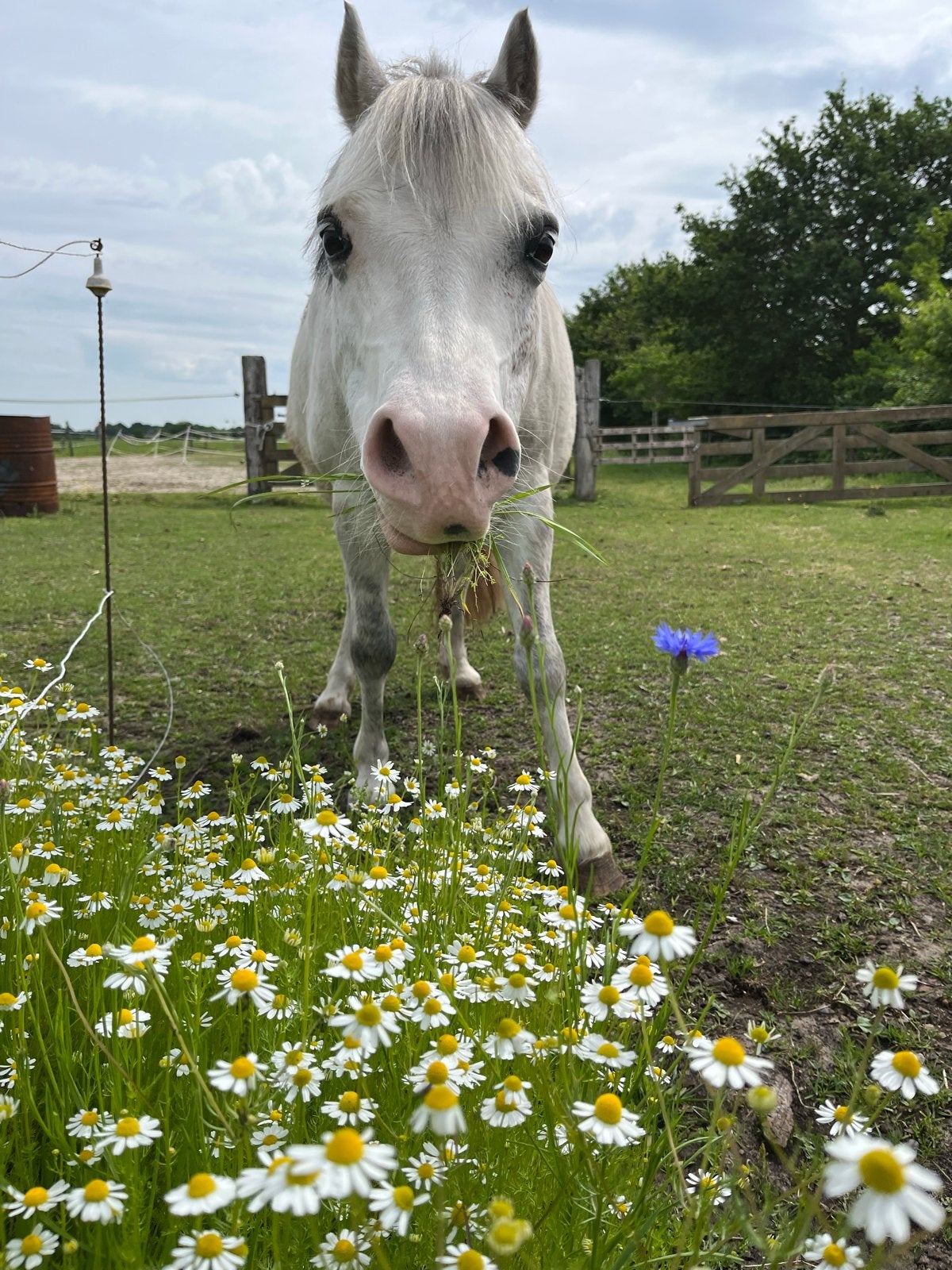 Verzorgpony aangeboden, Ophalen, Recreatie