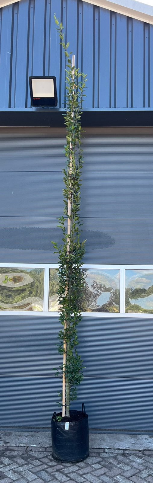 Carpinus bet. Fastigiata zuilvormige haagbeuk, Tuin en Terras, Bloeit niet, Halfschaduw, 250 tot 400 cm, Zuilboom