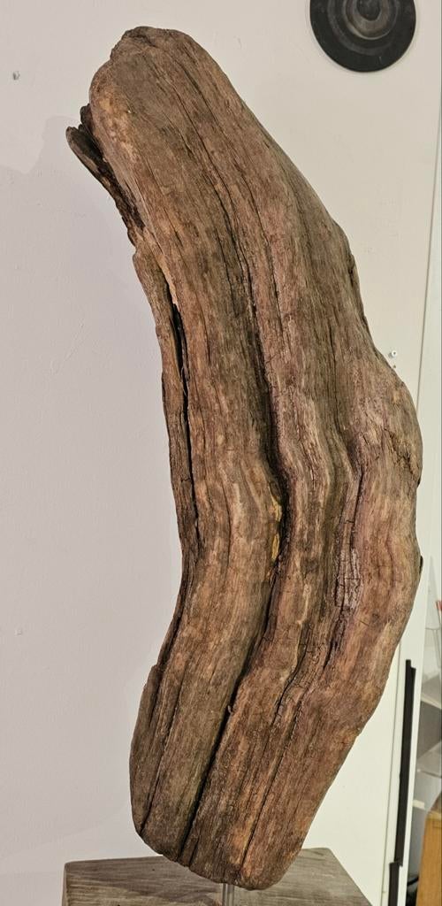Olijfhout, decoratieve stronk . Onbewerkt. 60 cm hoog., Ophalen