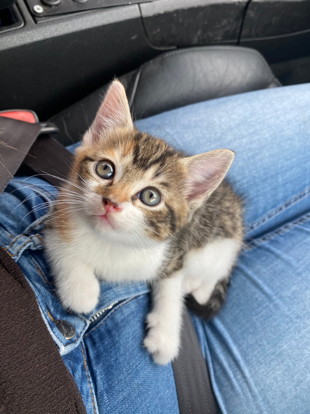 Lief mooi poesje, Poes, Kortharig, 0 tot 2 jaar