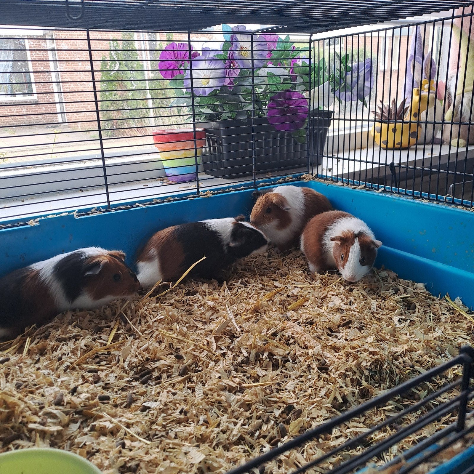 jonge cavia's, Dieren en Toebehoren, Augustus, Meerdere dieren, Cavia