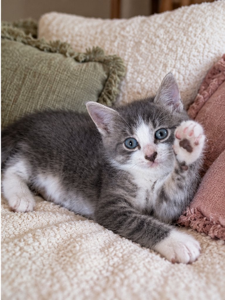 Lieve kittens van zorginstelling