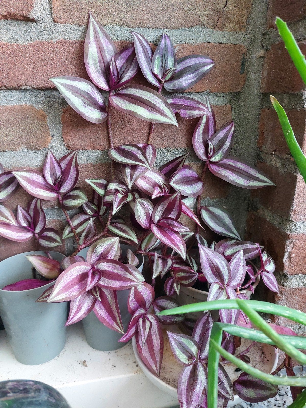 Diverse planten te koop: Graslelie, druivenplanten, Overige soorten, Vaste plant, Ophalen of Verzenden, Bloeit niet