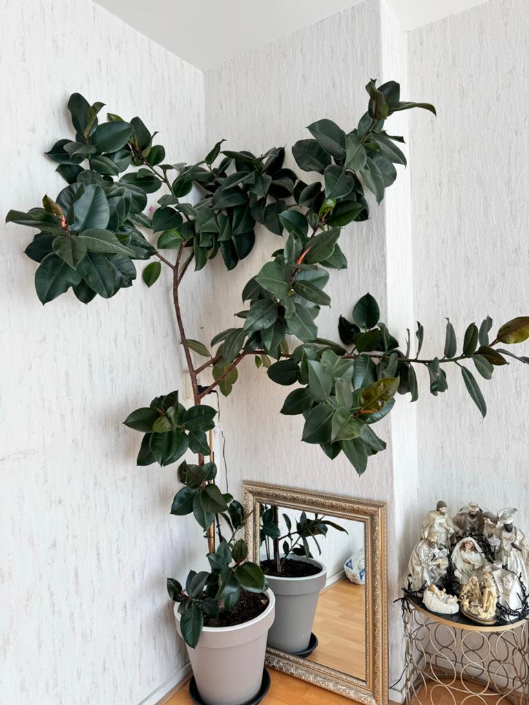 Grote Ficus elastica Robusta 2 meter, Ophalen, Ficus, 200 cm of meer, Halfschaduw