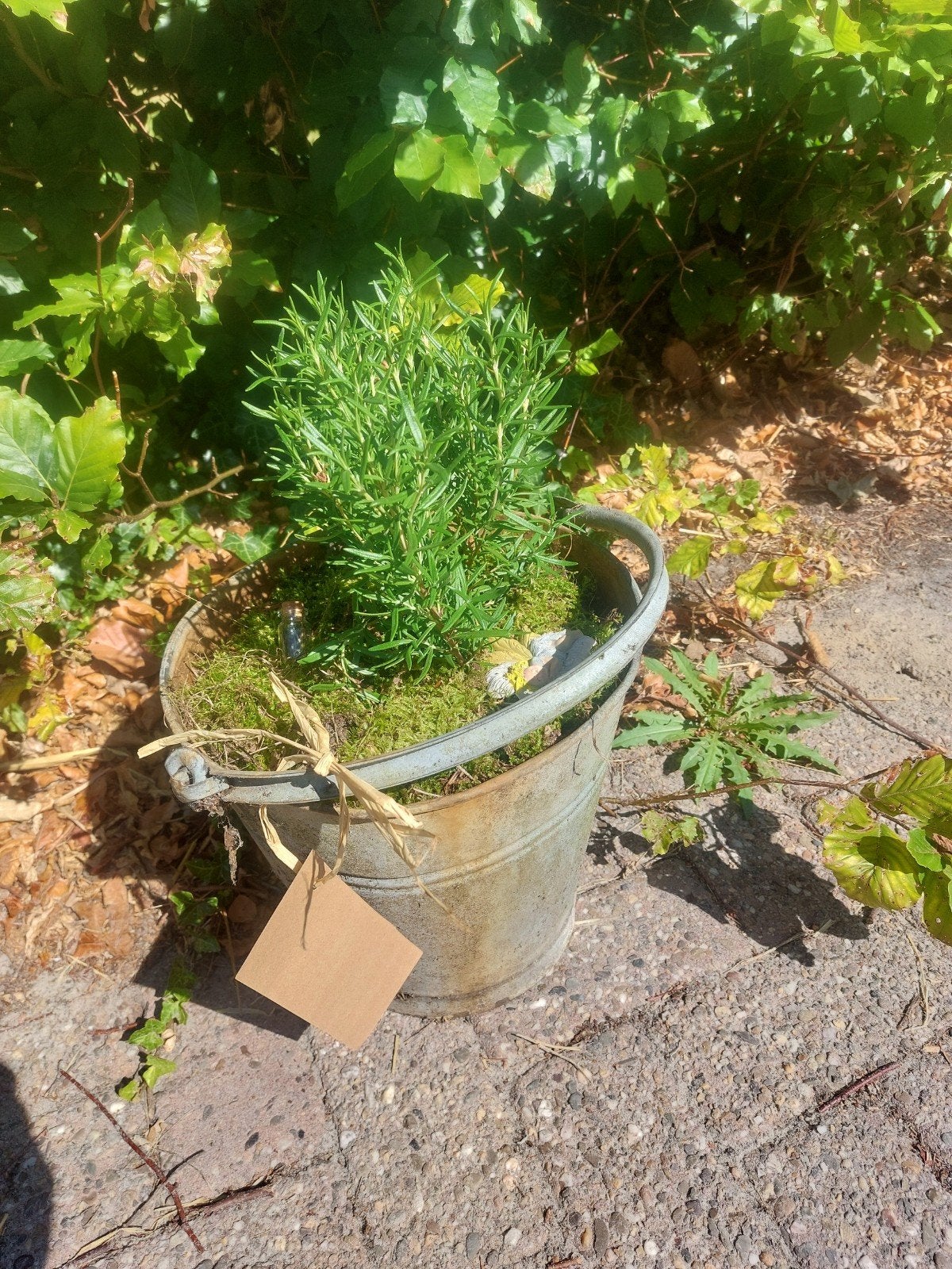 Fantasy Biologische Rozemarijn in Zinken Emmer, Tuin en Terras, Volle zon, Vaste plant, Ophalen of Verzenden, Kruiden