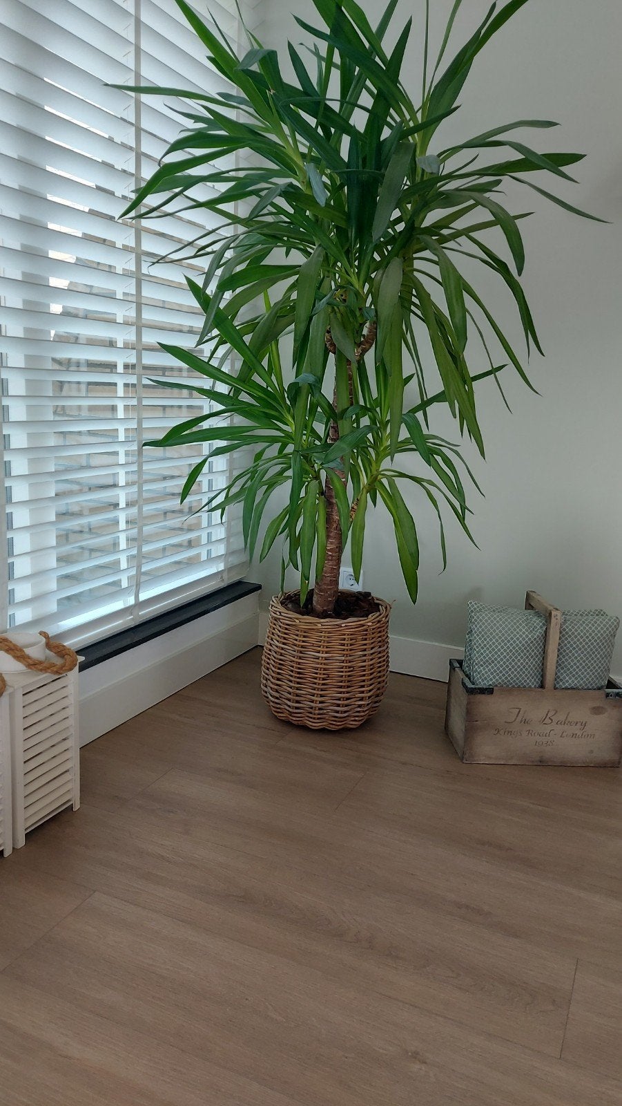 Grote Yucca plant van 1.80m hoog, Tuin en Terras, Ophalen, Overige soorten, Struik, 100 tot 250 cm