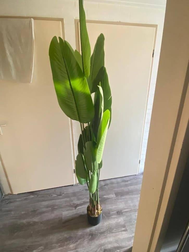 Strelitzia Kunstplant 180 cm - Zeer realistisch, Groen, Kunstplant, Zo goed als nieuw, Overige merken
