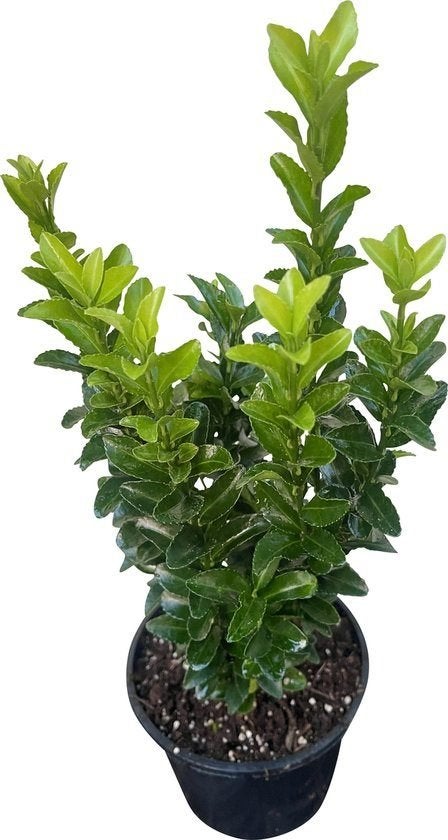 Euonymus jap. 'Green Spire', Vaste plant, Bloeit niet, Halfschaduw, Ophalen