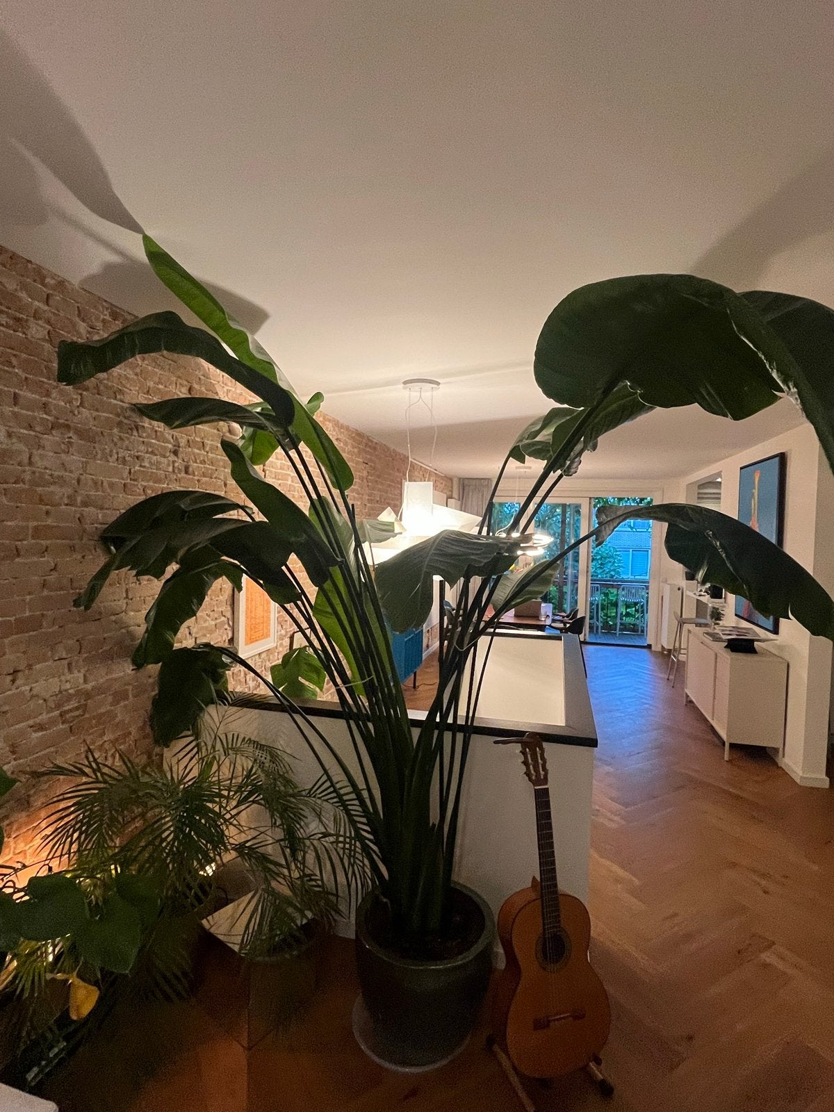 Grote Strelitzia plant 2,6 meter hoog met groene pot, Ophalen, Binnen, Overige materialen, Met pot of vaas