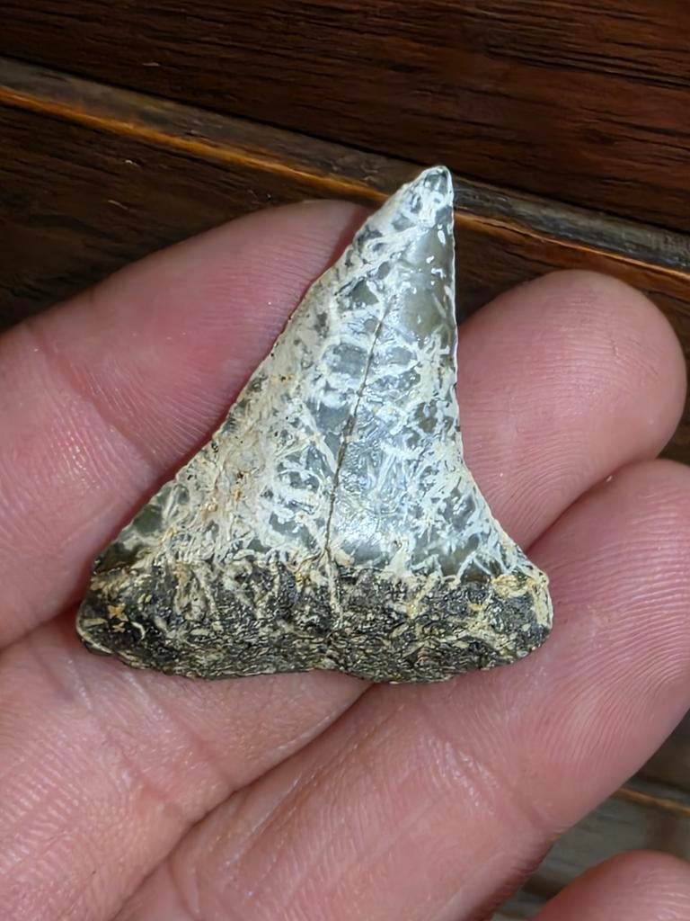 Mooie lightning isurus hastalis uit lilo., Ophalen of Verzenden, Fossiel