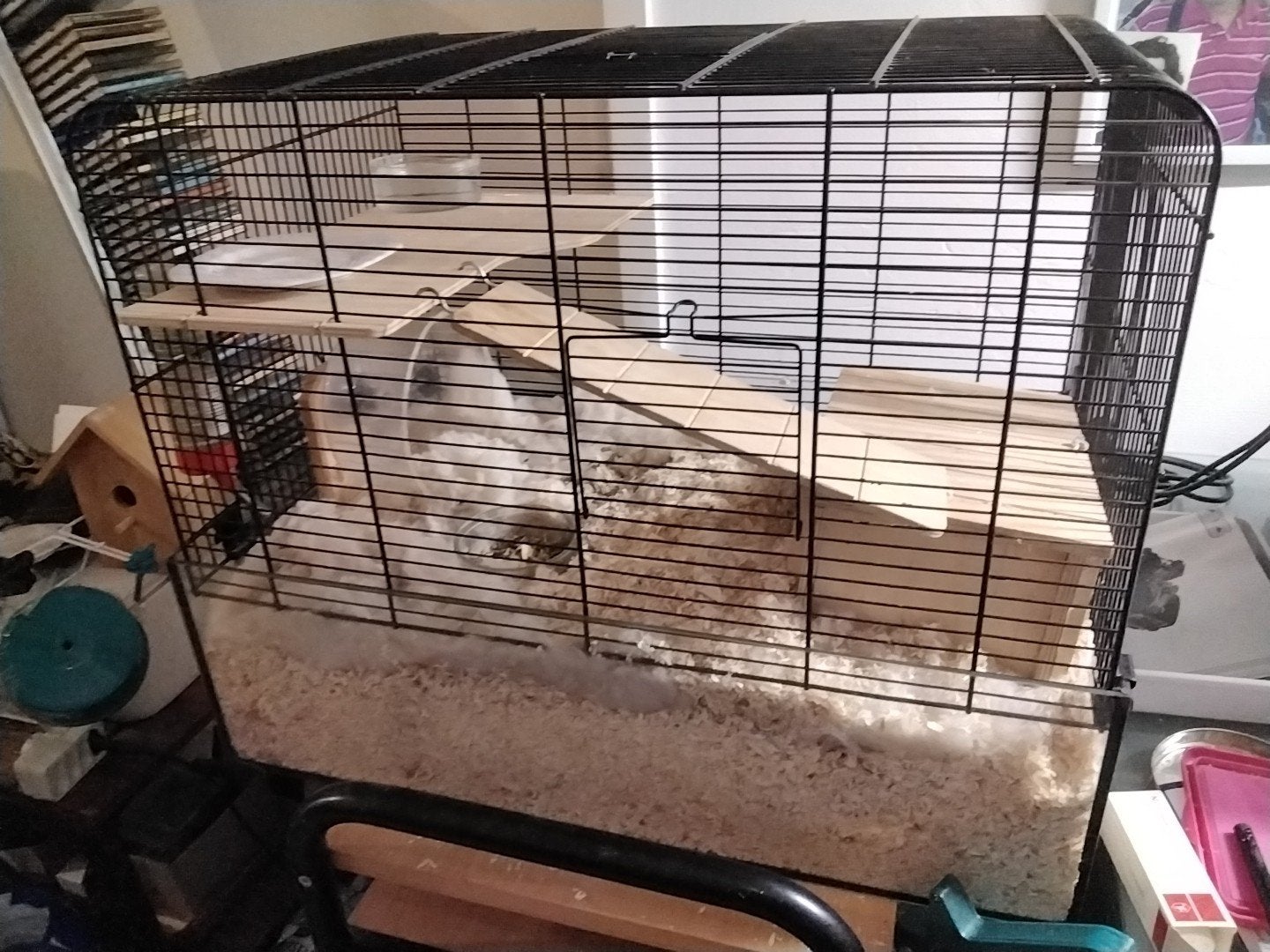 Gratis kleine hamster met kooi gratis af te halen in Nijmgn, Dieren en Toebehoren, Ophalen, Metaal, Vogelkooi