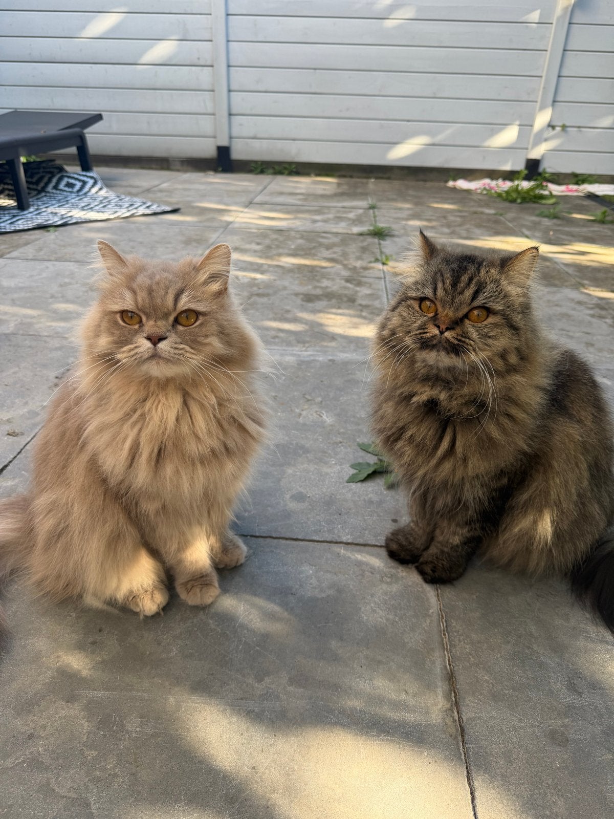 Heilige Birmaan x Perzische katers, Dieren en Toebehoren, Kater, Ingeënt