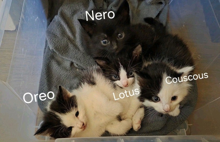 Lieve kittens gechipt, Dieren en Toebehoren, Katten en Kittens | Raskatten | Langhaar, Meerdere dieren, 0 tot 2 jaar, Gechipt
