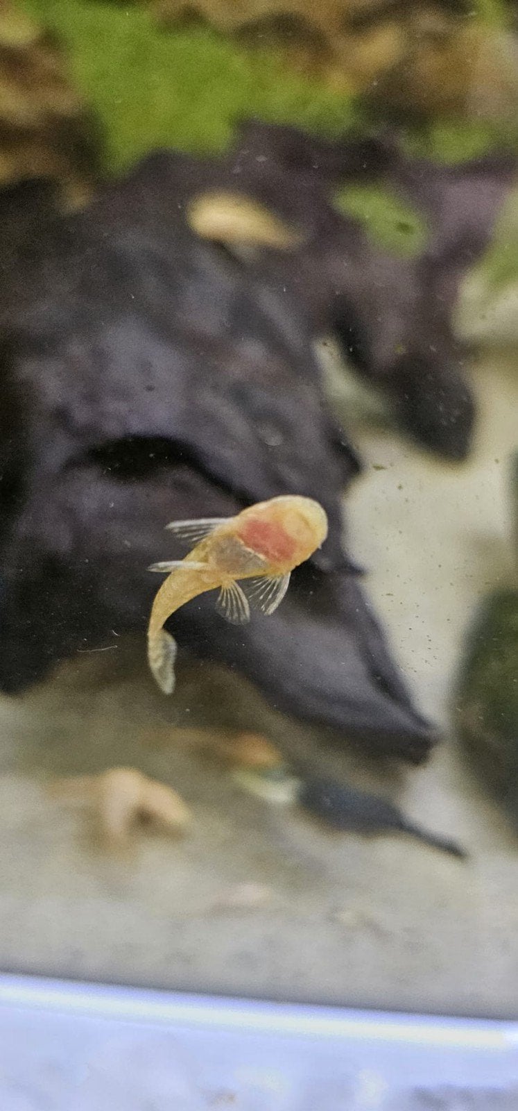 Jonge gouden Ancistrus algeneters oftewel albino borstelneus, Overige typen, Zoetwatervis