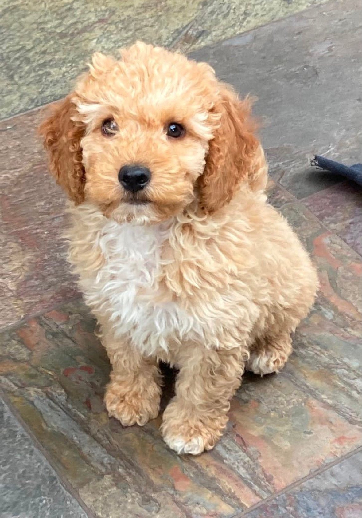 Oppas gezocht voor mijn labradoodle pup, 15 weken tot 1 jaar, CDV (hondenziekte), Eén hond, Nederland