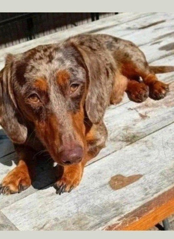 dekreu dwerg teckel pablo niet tekoop dekreu...😍, Reu, Eén hond, 3 tot 5 jaar, Nederland