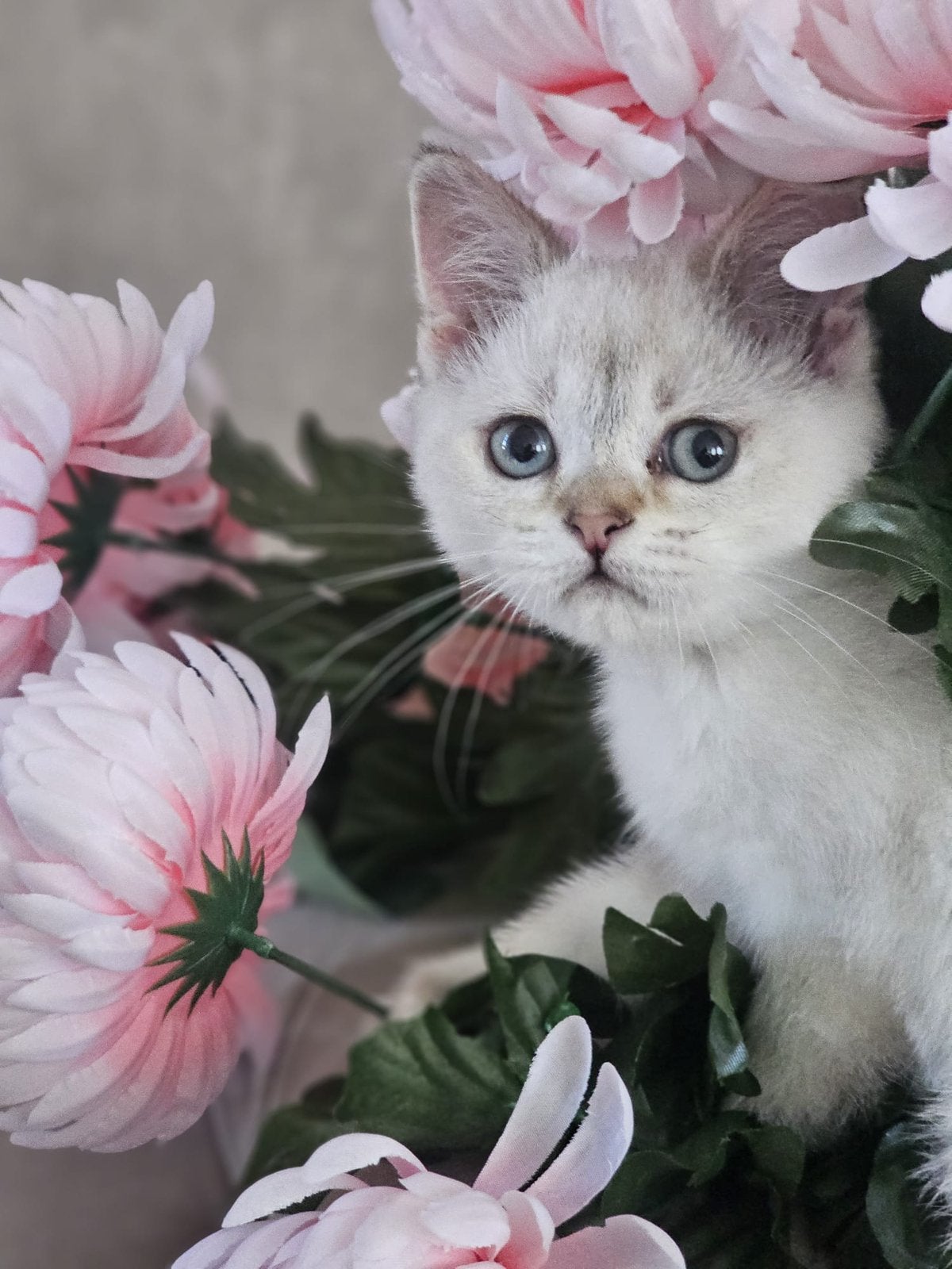 Laatste Brits Korthaar katertje 10,5 week oud, Dieren en Toebehoren, Kater, Ontwormd