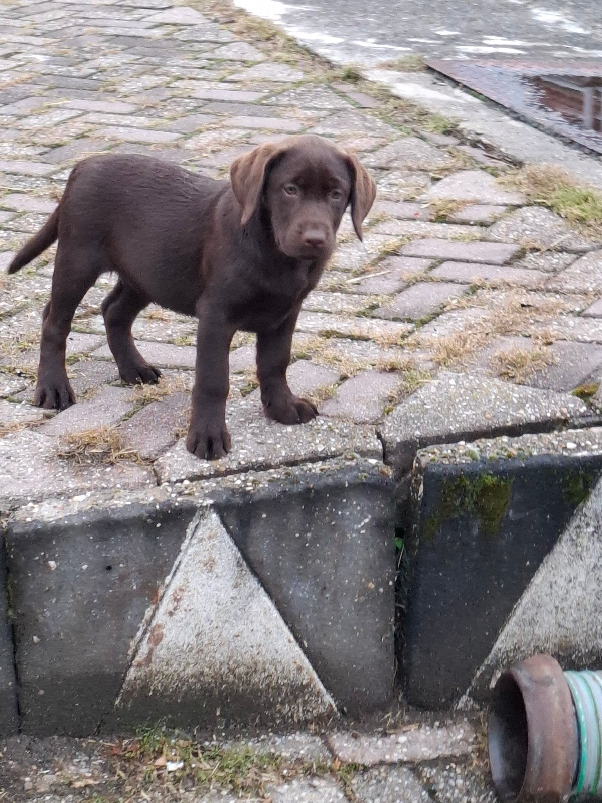 Super lieve, sociale labrador pups., 8 tot 15 weken, Labrador retriever, Parvo, Meerdere