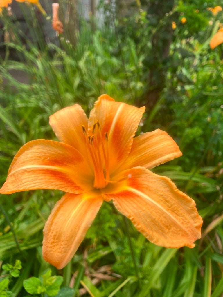 Daglelies (Hemerocallis) – oranje – 0,50 euro per stuk, Volle zon, Vaste plant, Zomer, Ophalen