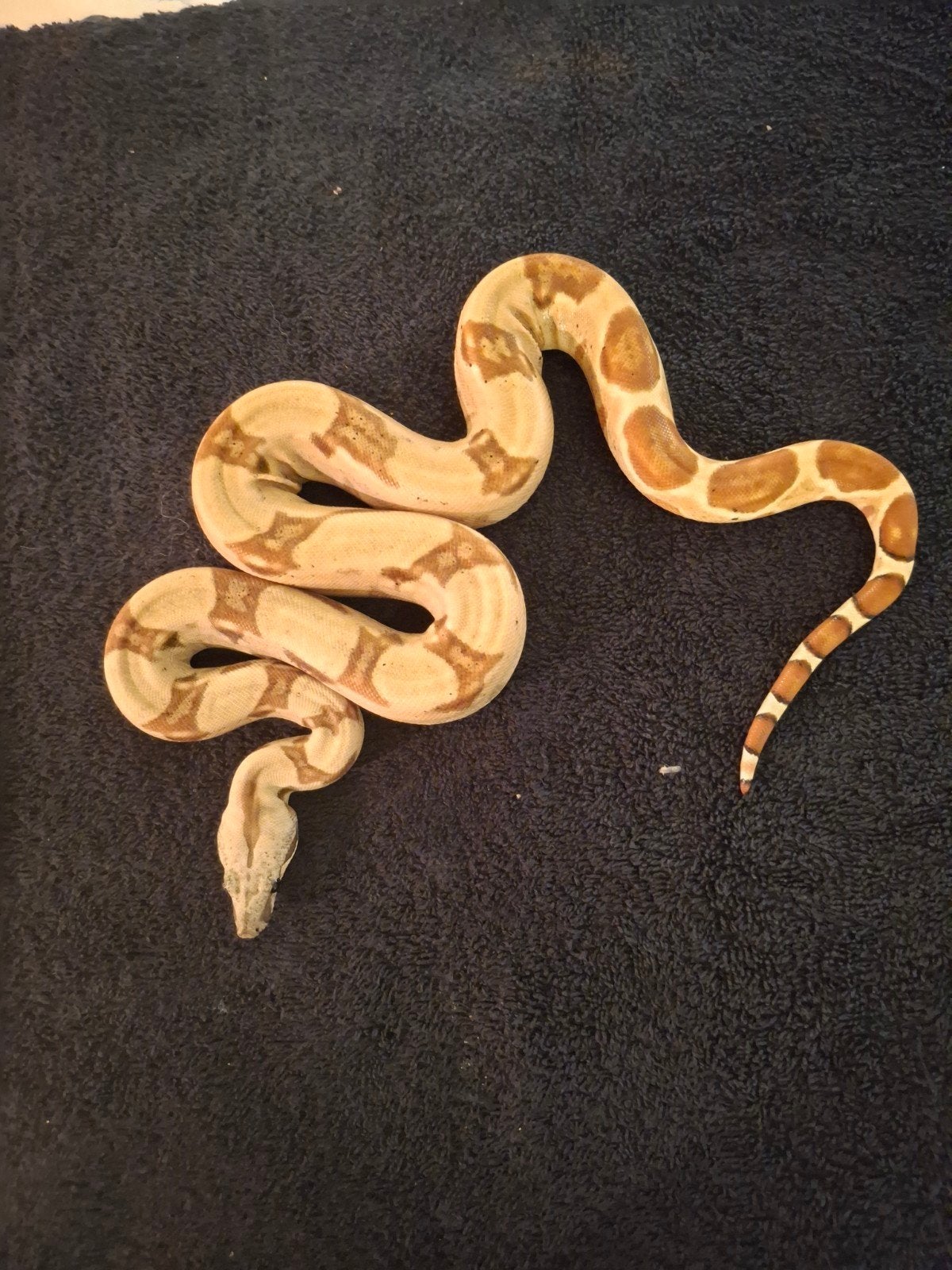 Boa Constrictor Imperator Boa Constrictor photo 6