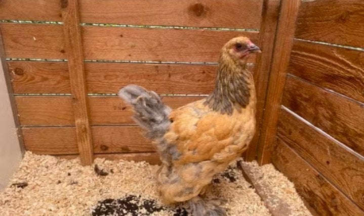 Brahma Buff Blauw Kuikens, Geslacht onbekend, Kip