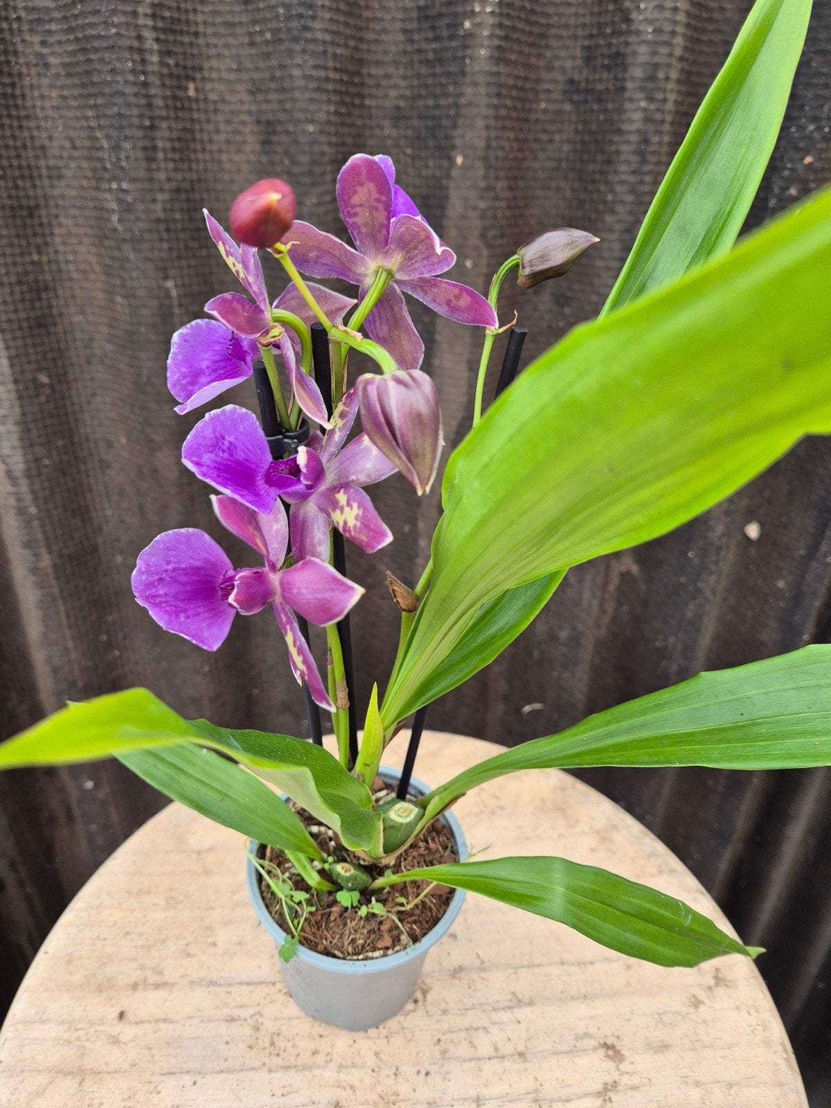Orchidee p9 (8), Ophalen of Verzenden, Halfschaduw, Minder dan 100 cm