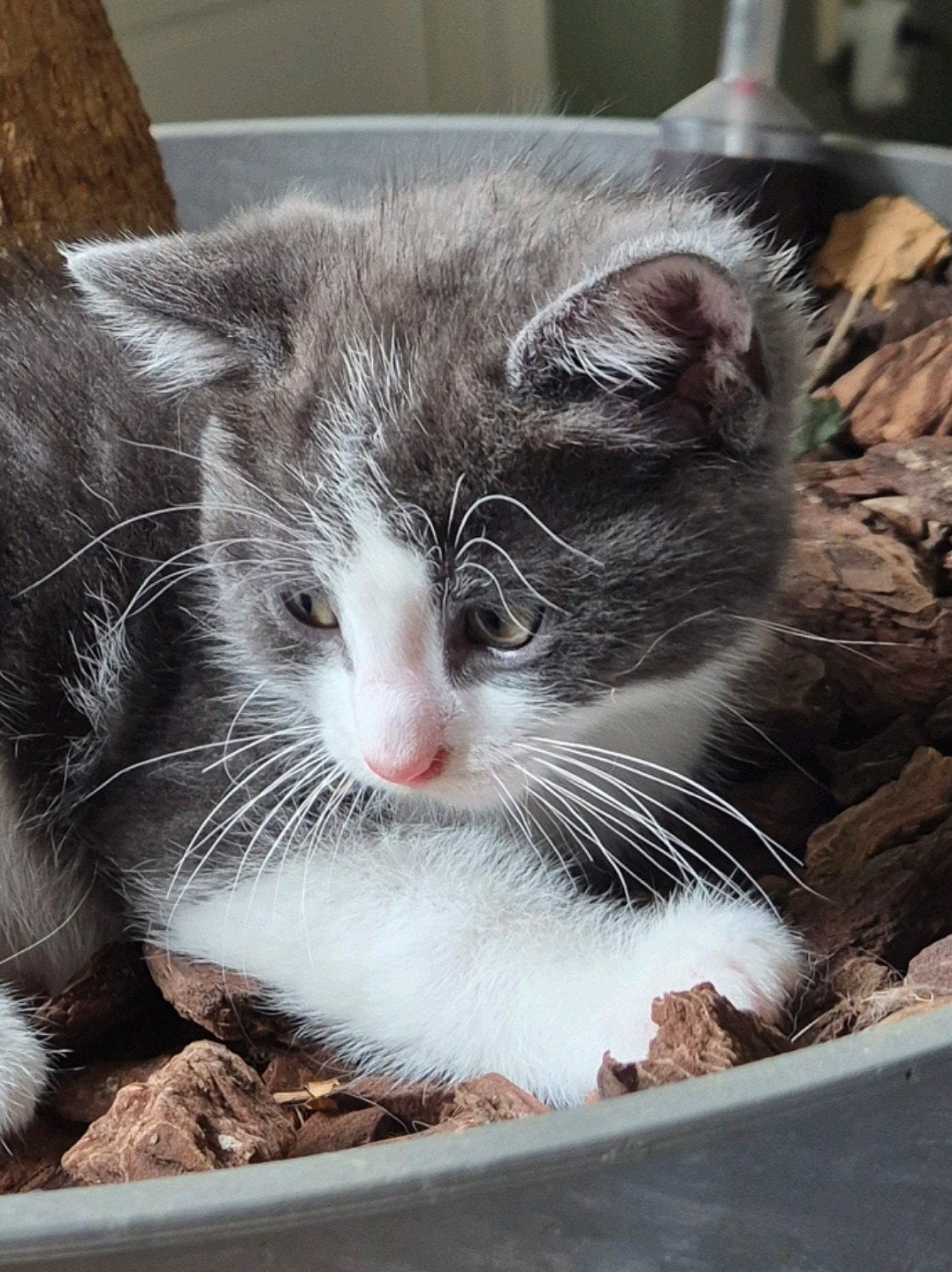 ragdoll kruising kittens, Dieren en Toebehoren, Katten en Kittens | Overige Katten, Meerdere dieren, Langharig, 0 tot 2 jaar