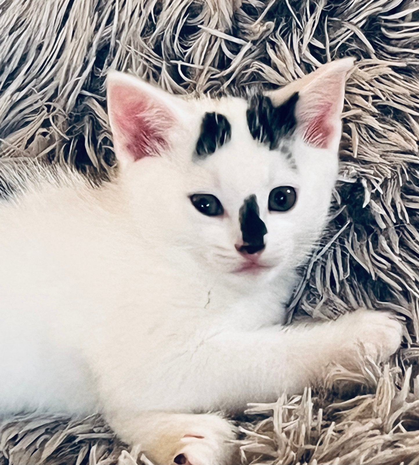 Prachtige kittens 7 weken oud (24-8-26), Meerdere dieren, Ontwormd