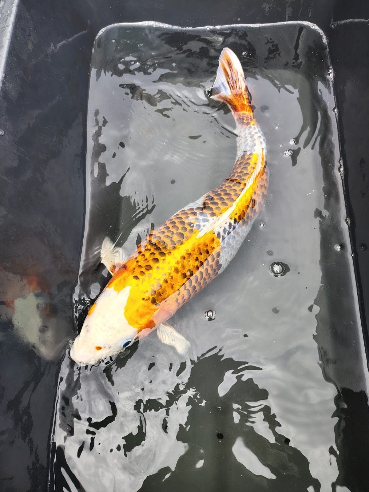 Prachtige Kujaku koi van 48cm, Dieren en Toebehoren, Karper of Koi