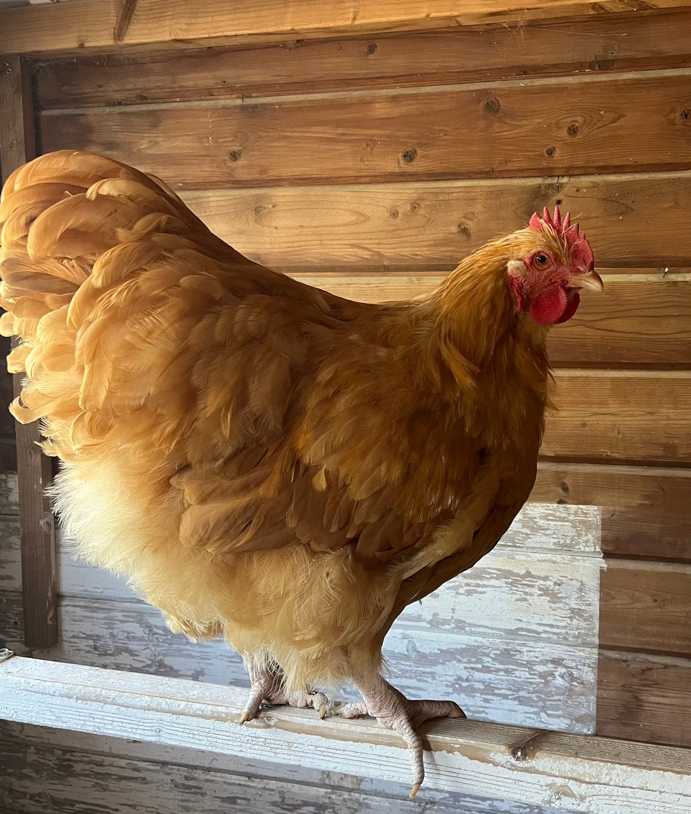 Jonge orpington groot haan buff, Dieren en Toebehoren, Pluimvee, Mannelijk, Kip