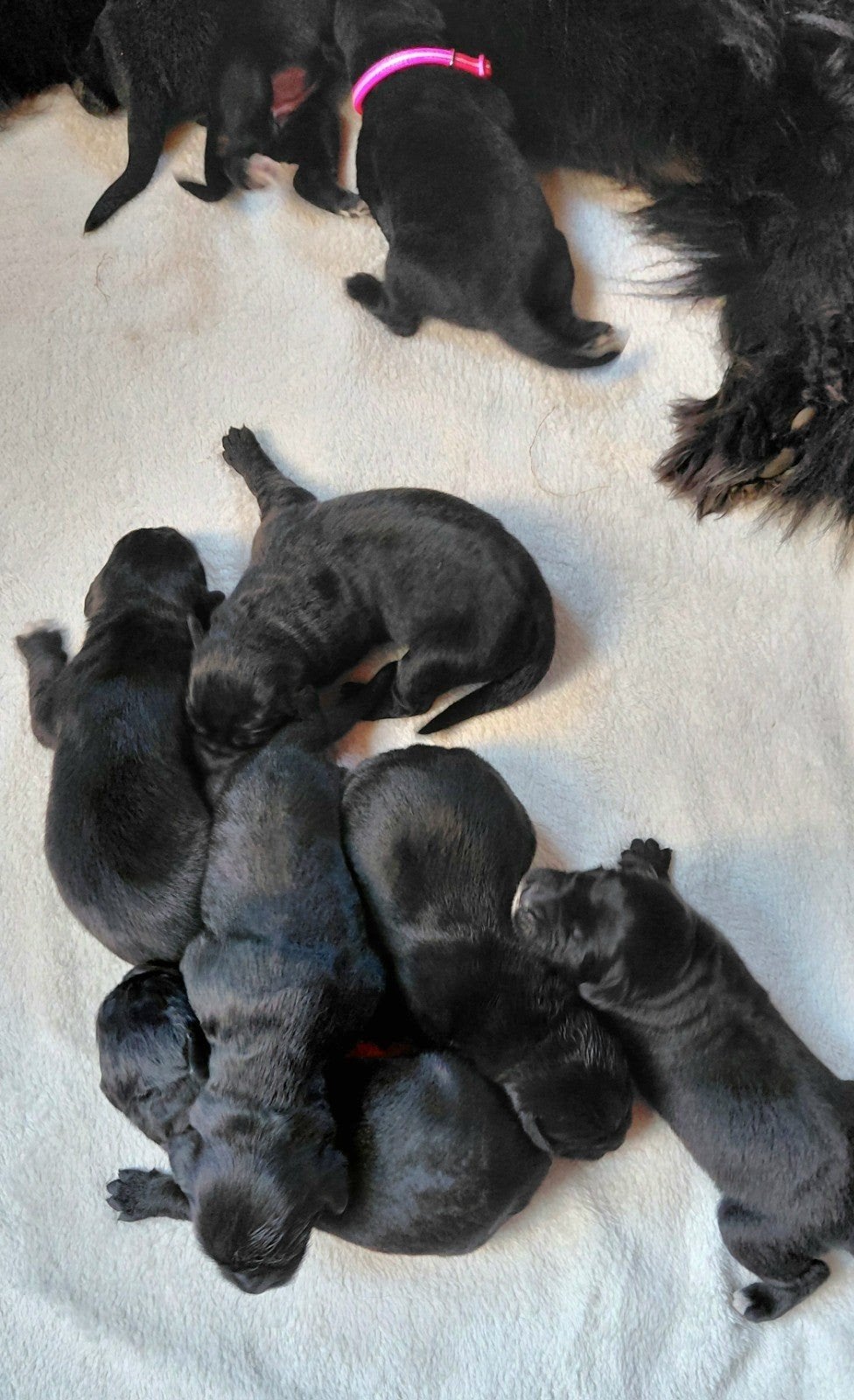 Prachtige Newfoundlander x Leonberger pups, 8 tot 15 weken, Meerdere, Meerdere dieren, Nederland