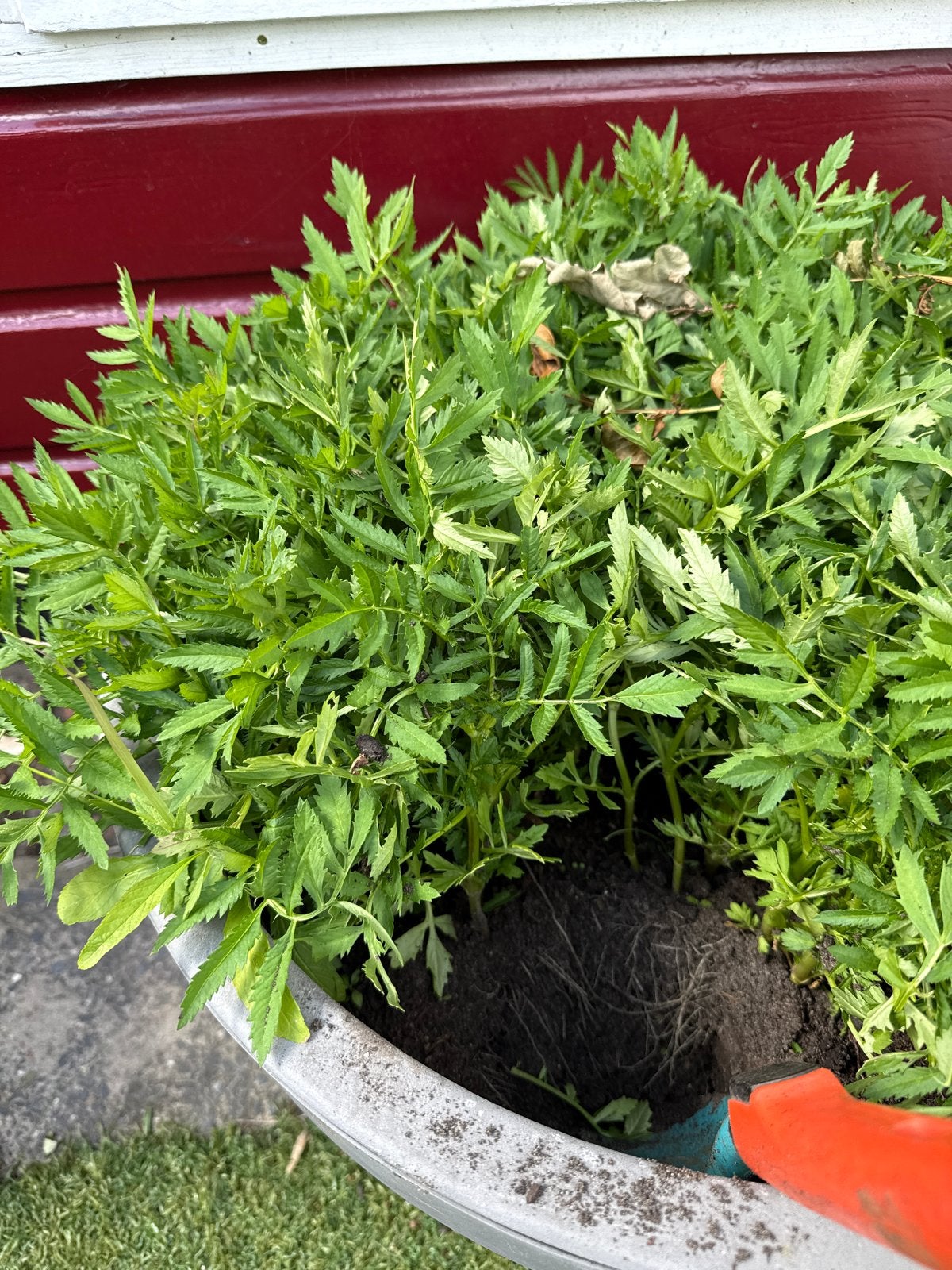 Afrikaantjes stekjes - Vrolijke bloeiers voor uw tuin!, Volle zon, Eenjarig, Zomer, Ophalen
