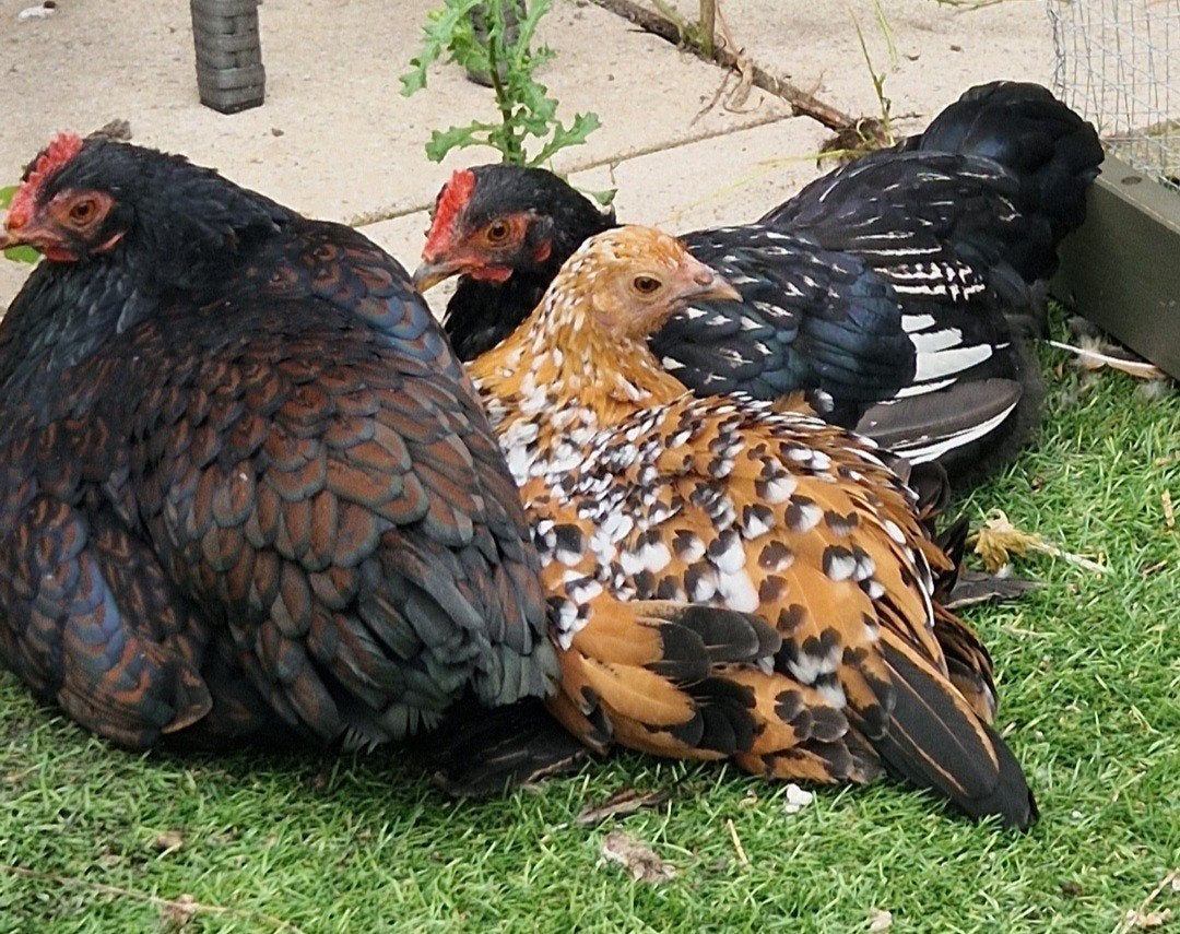 met spoed zoekt dit hechte toompje een gouden tuintje, Meerdere dieren, Kip