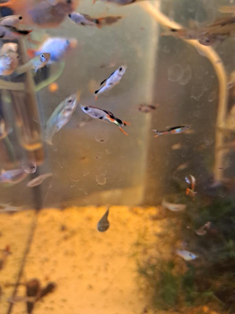 Endler silverado guppen, Dieren en Toebehoren, Vis