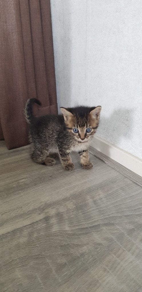 Kittens, Meerdere dieren, Kortharig, 0 tot 2 jaar